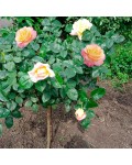 Роза крупноцветковая (желто-розовая) ШТАМБ | Rose large-flowered (yellow-pink) SHTAMB | Троянда великоквіткова (жовто-рожева) ШТАМБ
